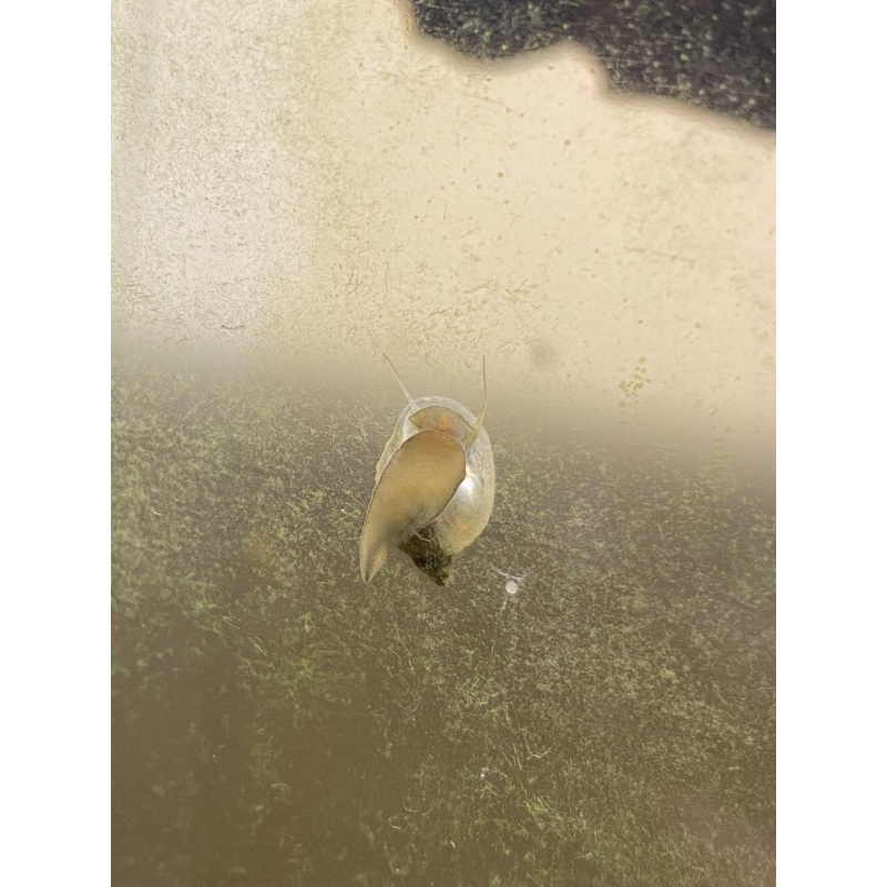50 Bladder Snails + Java Moss Free Shipping