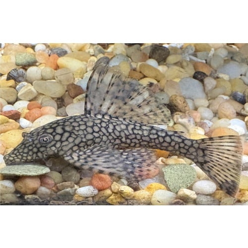 Wabenmuster Bushynose Pleco Juvenile(s)