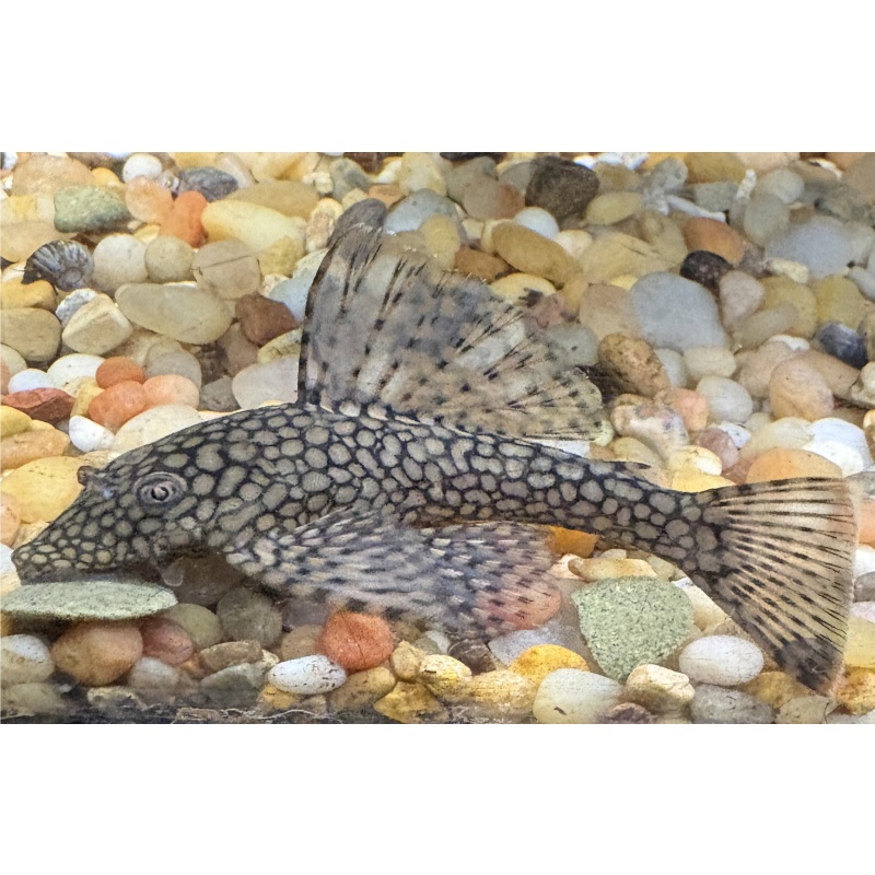 Wabenmuster Bushynose Pleco Juvenile(s)