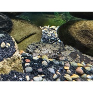 Freshwater Toadfish/Lionfish 3" (Batrachomoeus trispinosus)