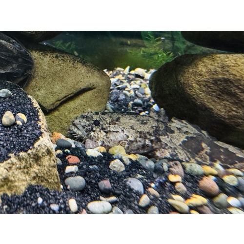 Freshwater Toadfish/Lionfish 3" (Batrachomoeus trispinosus)