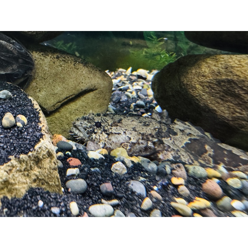 Freshwater Toadfish/Lionfish 3" (Batrachomoeus trispinosus)