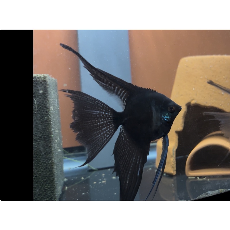 Pinoy Veil x Blue Blushing Veil Breeding Pair