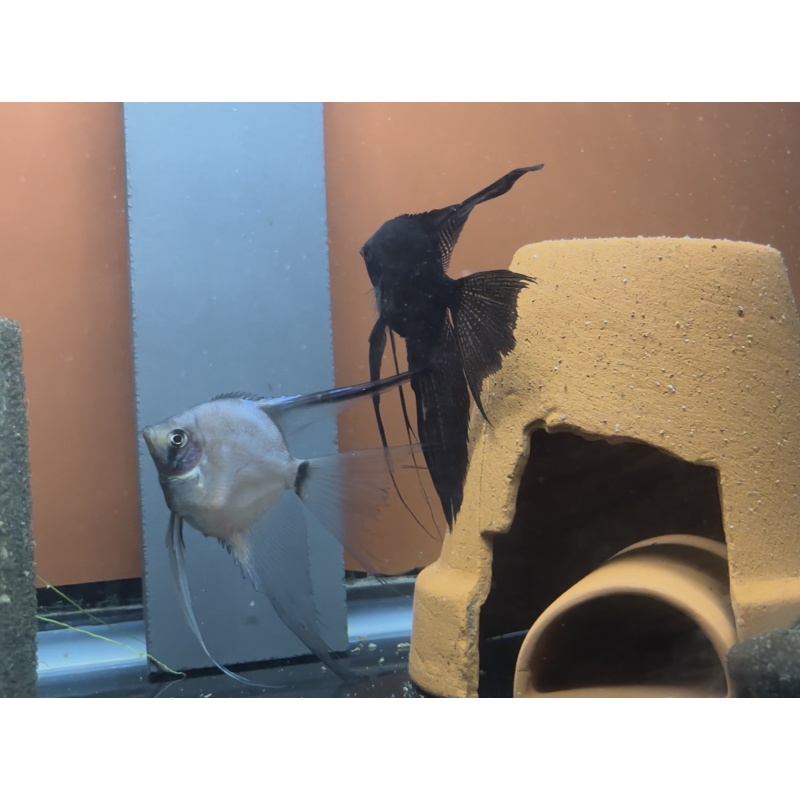 Pinoy Veil x Blue Blushing Veil Breeding Pair