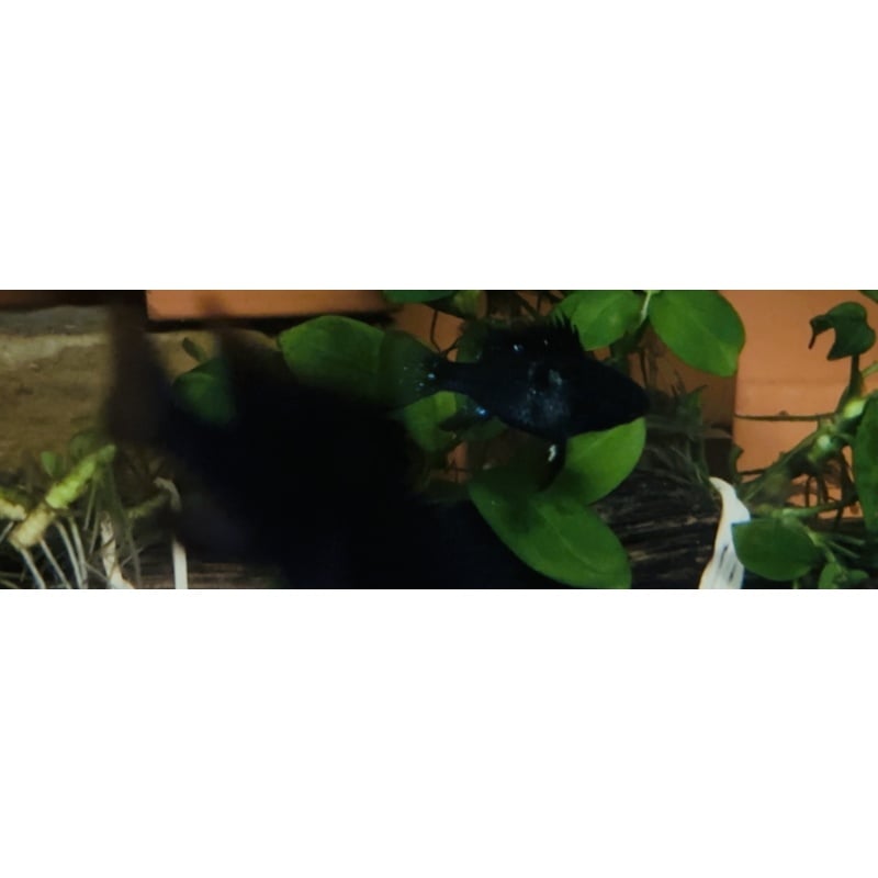 Young Black Ram Pair