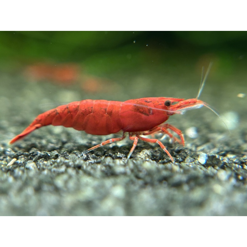 10 (+1 DOA)  Painted Fire Red Shrimp