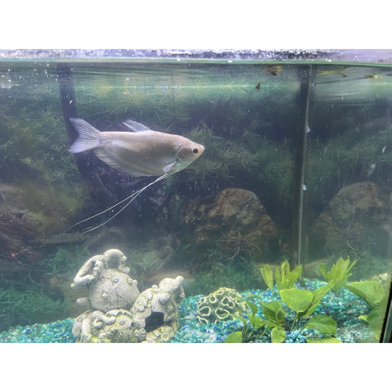 Moonlight Gourami (Trichopodus microlepis)
