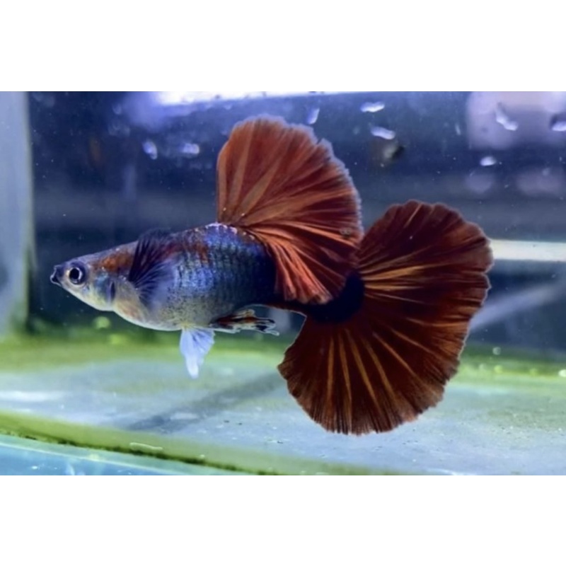 10+1Fry Premium Live Flower Half Black Red Rose Guppy Fish