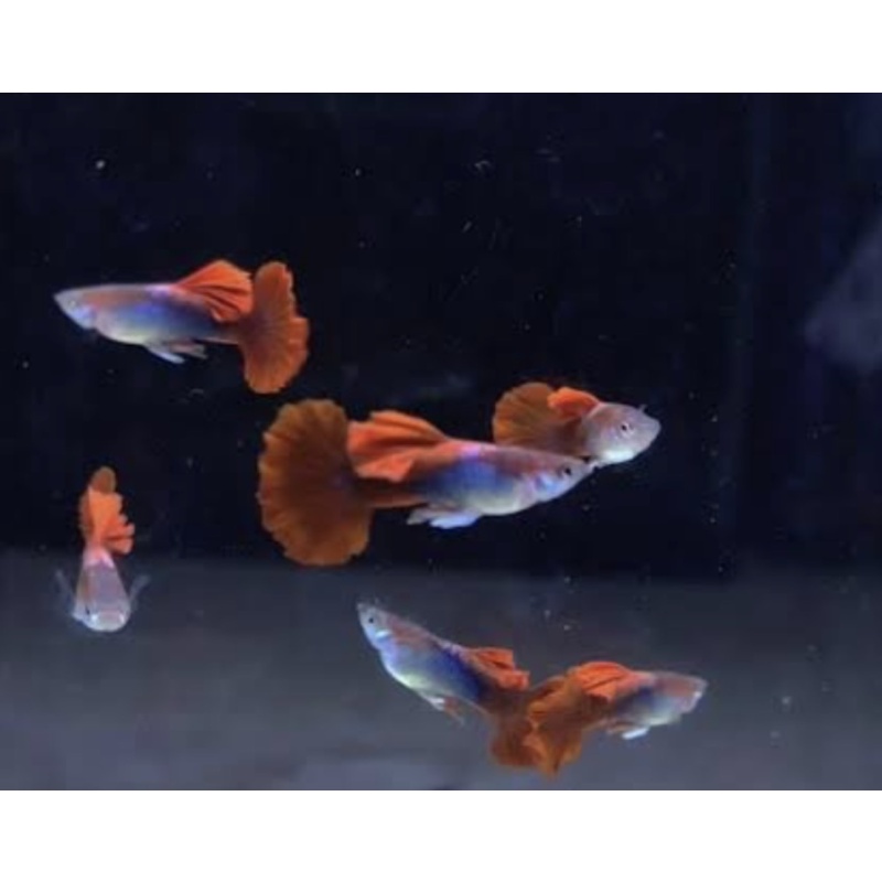 10+1Fry Premium Live Flower Half Black Red Rose Guppy Fish