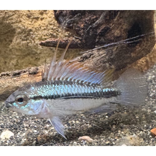 3-Stripe Apisto Breeding Trio
