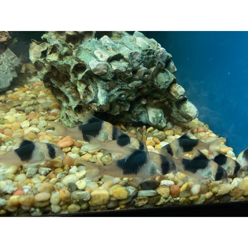 Group of 6 Large CW051 'New Panda' Corydoras (Hoplisoma sp.)