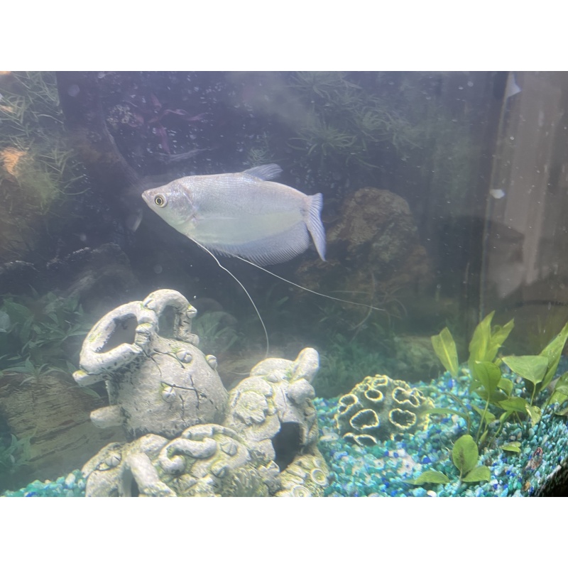 Moonlight Gourami (Trichopodus microlepis)