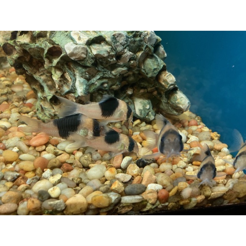 Group of 6 Large CW051 'New Panda' Corydoras (Hoplisoma sp.)