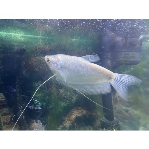 Moonlight Gourami (Trichopodus microlepis)
