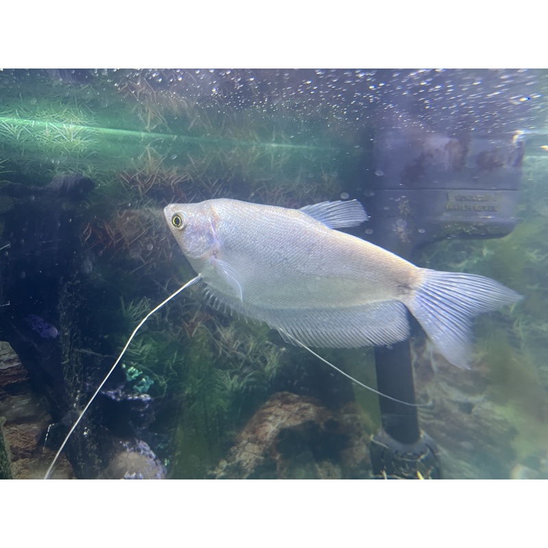 Moonlight Gourami (Trichopodus microlepis)