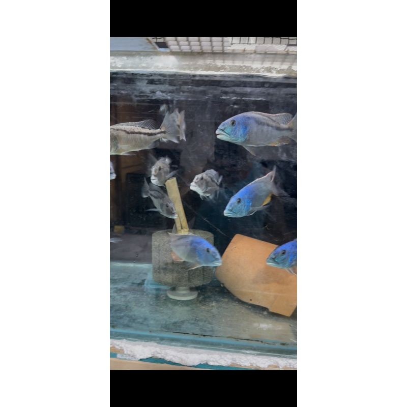 Aristochromis Christyi breeding group 1M 4F
