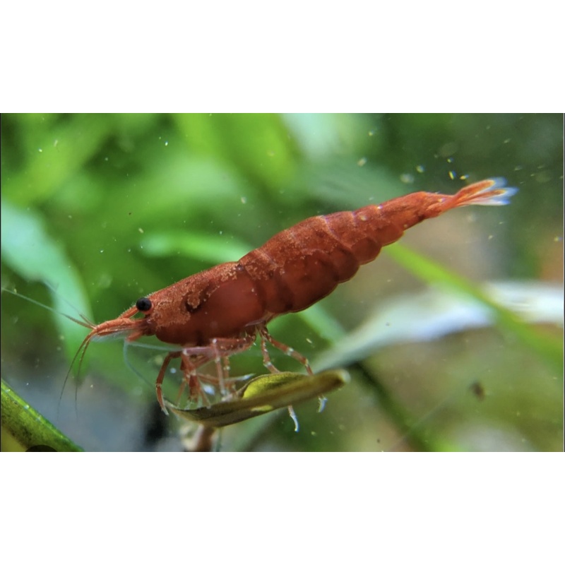 10+1 Live Red Shrimp Freshwater Aquarium Invertebrate, Tropical, Beginner Level