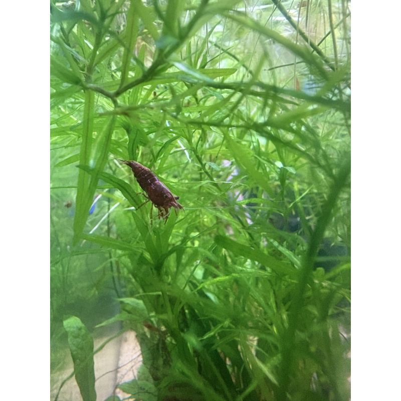 10+1 Live Red Shrimp Freshwater Aquarium Invertebrate, Tropical, Beginner Level