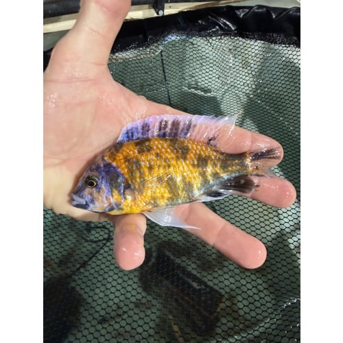 OB Borleyi Breeding Group 1M 4F