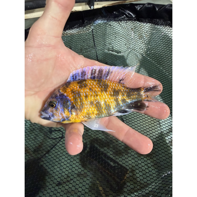 OB Borleyi Breeding Group 1M 4F