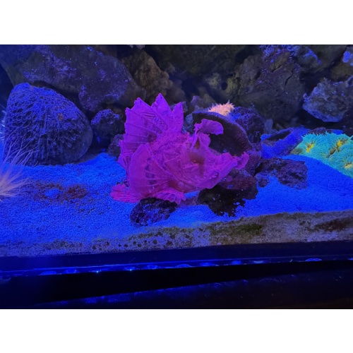 Purple Rhinopias Scorpionfish 4" (Rhinopias frondosa)