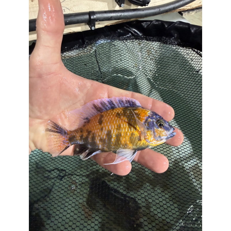 OB Borleyi Breeding Group 1M 4F