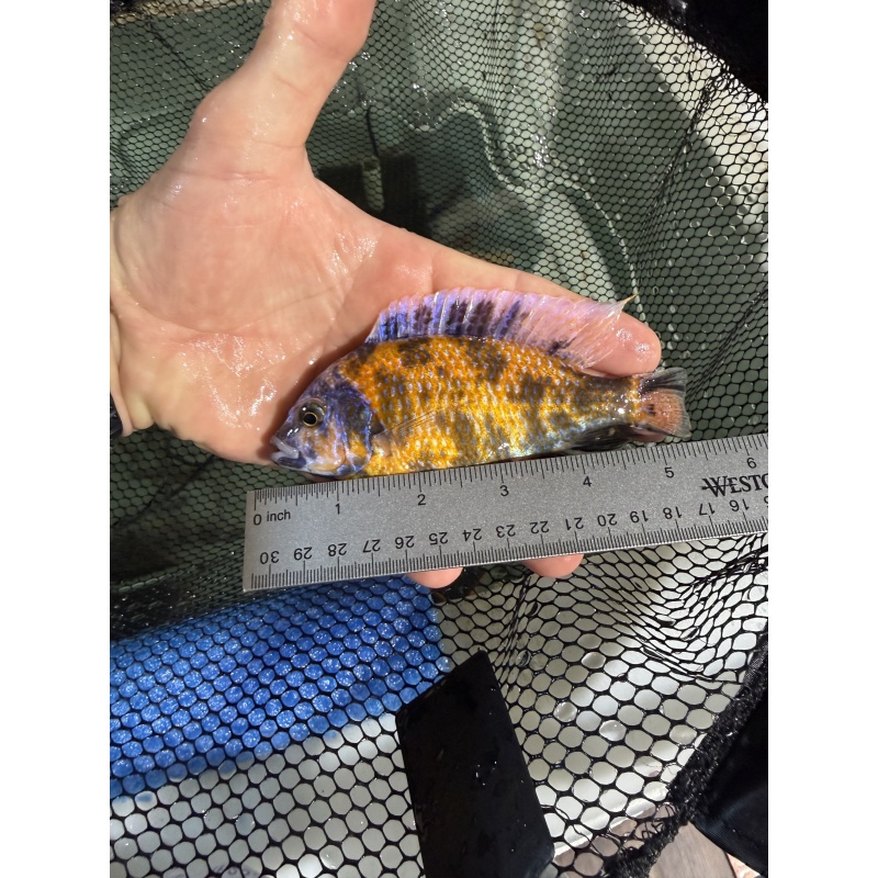 OB Borleyi Breeding Group 1M 4F