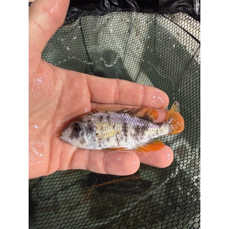 OB Borleyi Breeding Group 1M 4F