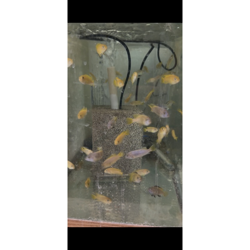 12 Chindango Saulosi- 1-1.5”