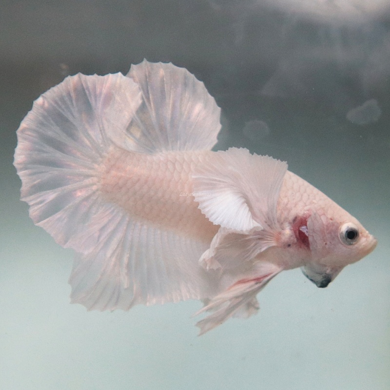[Thailand] Pure White Dumbo HMPK (Male)