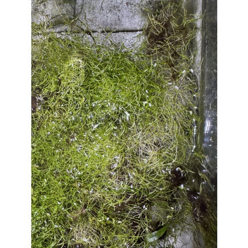 Handful of Riccia Moss