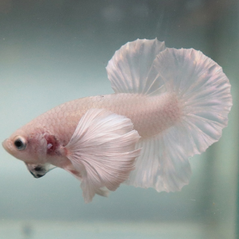 [Thailand] Pure White Dumbo HMPK (Male)