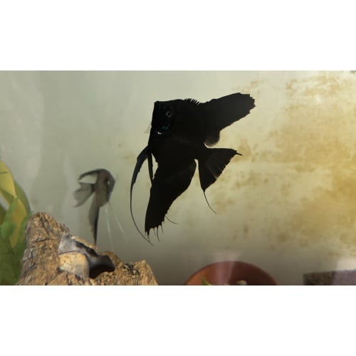 Black Angel Breeding Pair