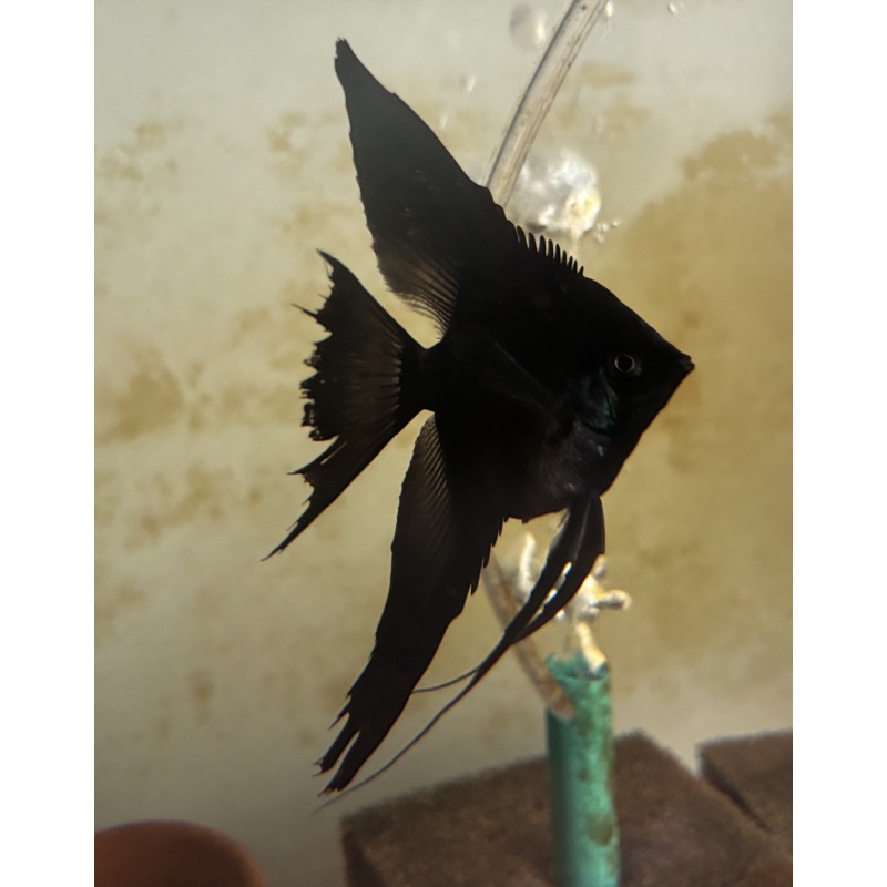 Black Angel Breeding Pair