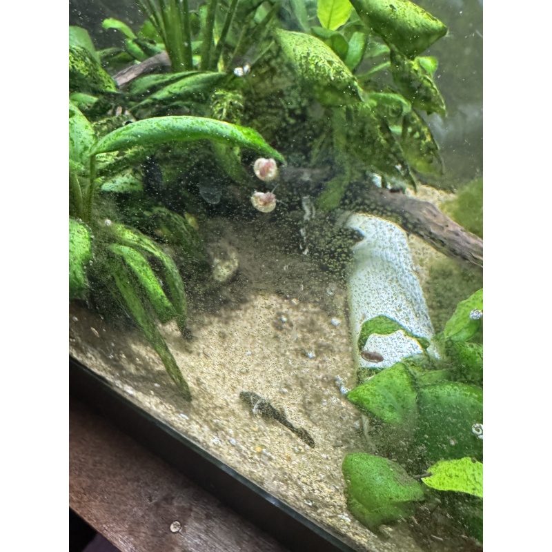 1 inch Bristlenose Pleco