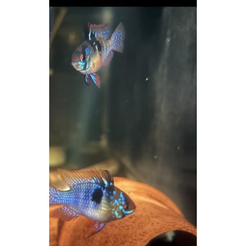 German Blue Ram Breeding Pair