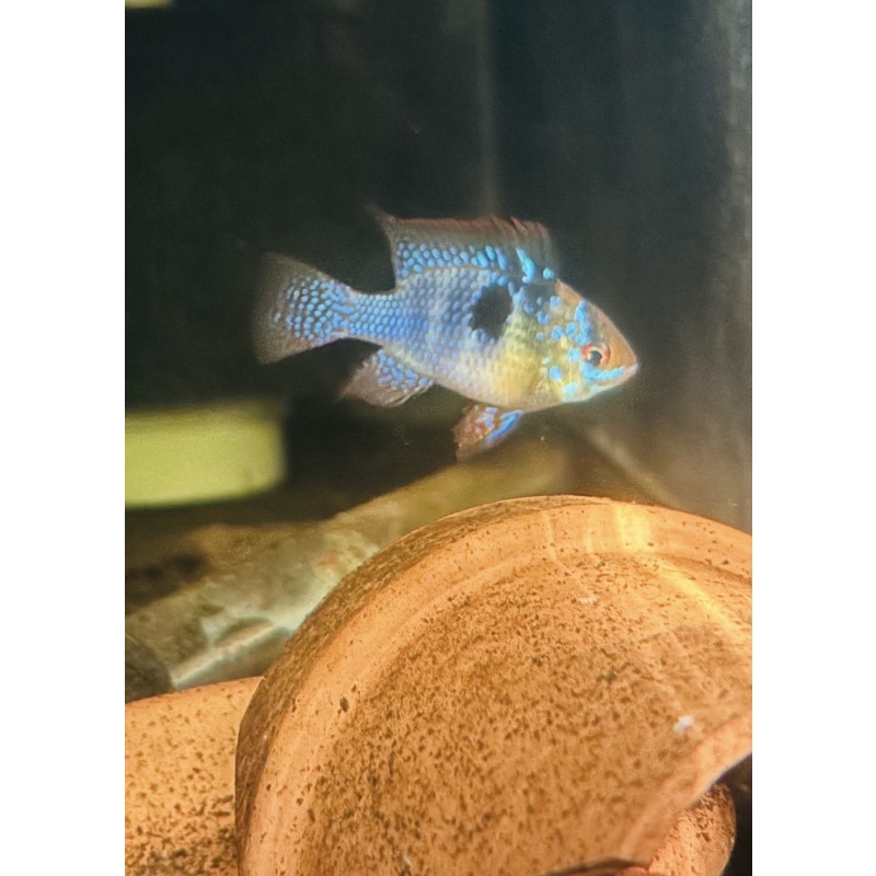German Blue Ram Breeding Pair