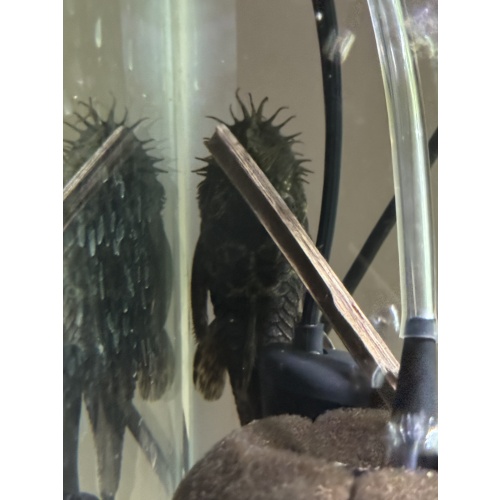 4 Inch Male Bristlenose Pleco WYSIWYG