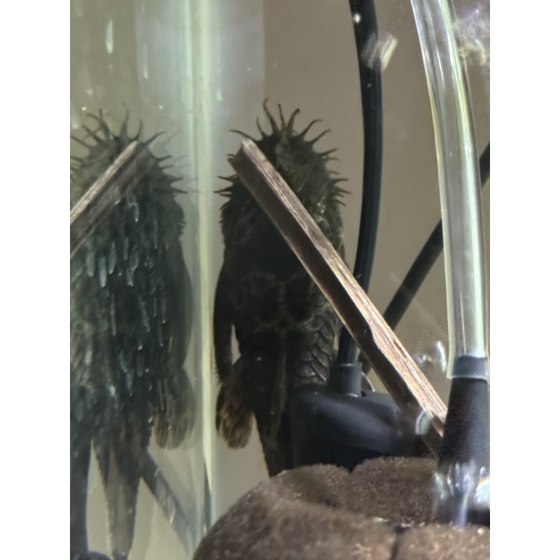 4 Inch Male Bristlenose Pleco WYSIWYG