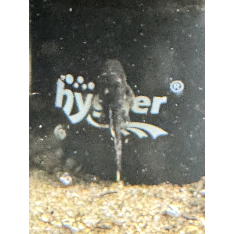 1 inch Bristlenose Pleco