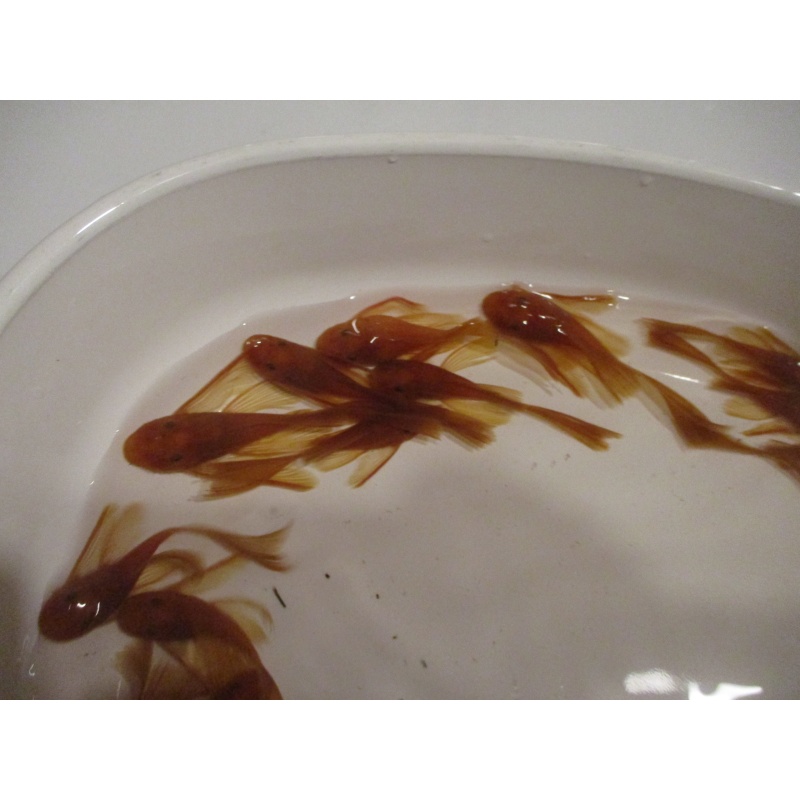 10 Longfin Super Red plecos