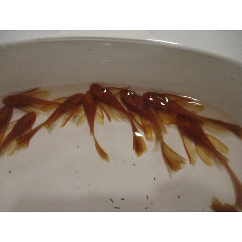 10 Longfin Super Red plecos