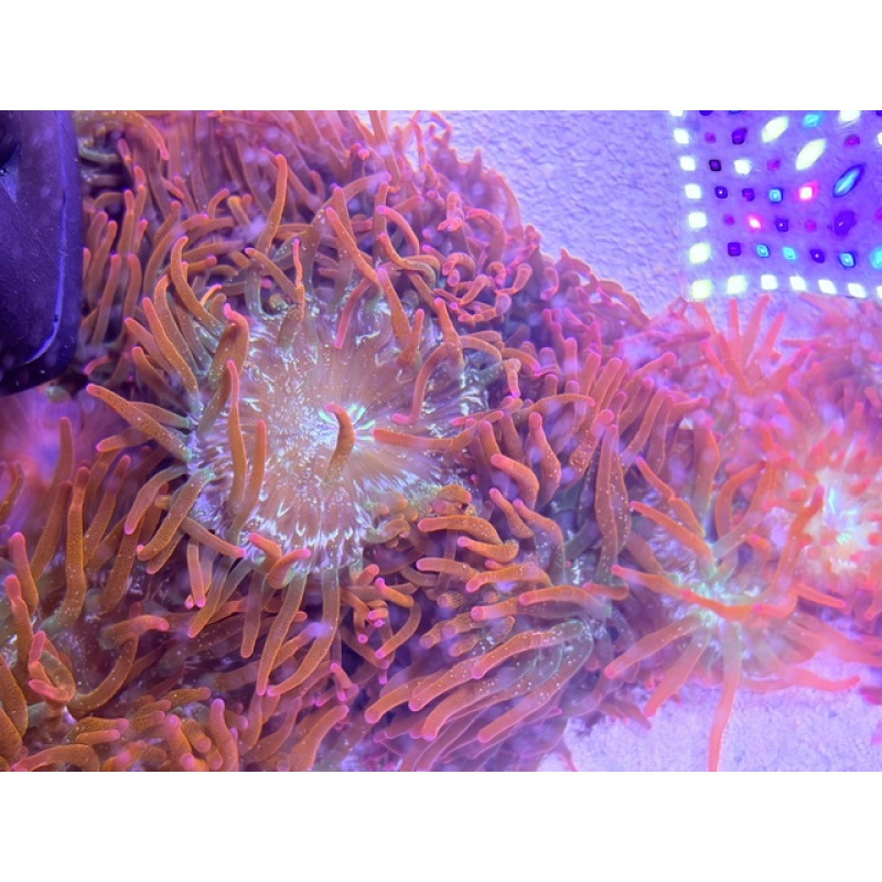 3-5" Rainbow Bubble Tip Anemone