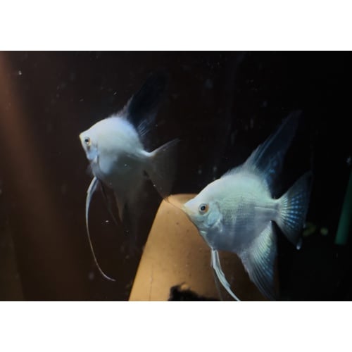 Vibrant BSP Breeding Pair. HUGE spawns.