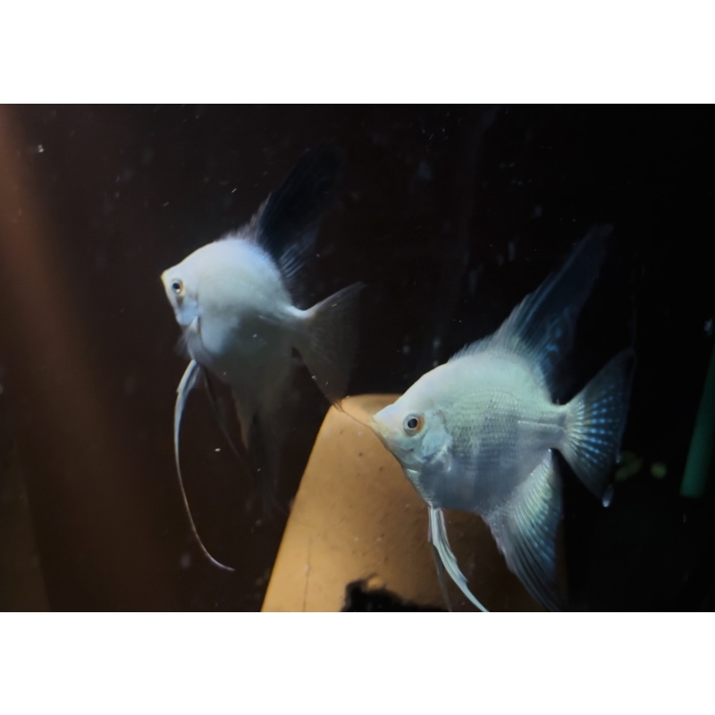 Vibrant BSP Breeding Pair. HUGE spawns.