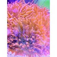 3-5" Rainbow Bubble Tip Anemone