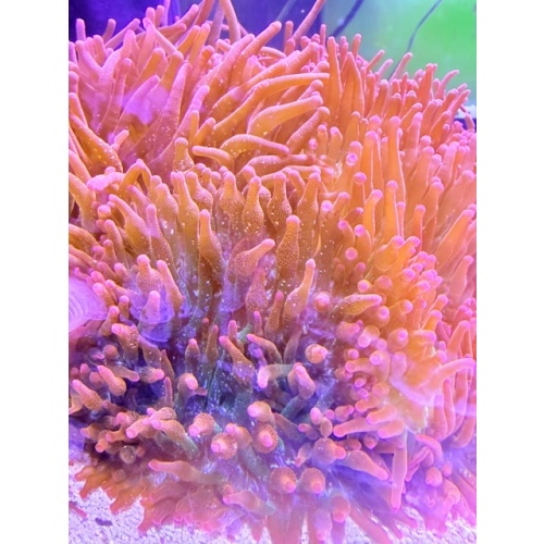 3-5" Rainbow Bubble Tip Anemone