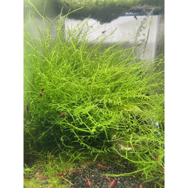 Java Moss - 2oz Cup (BUY 2 GET 1 FREE)