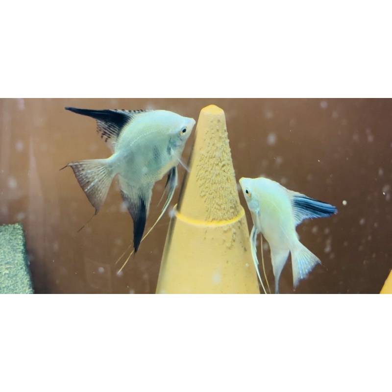 BSP Breeding Pair