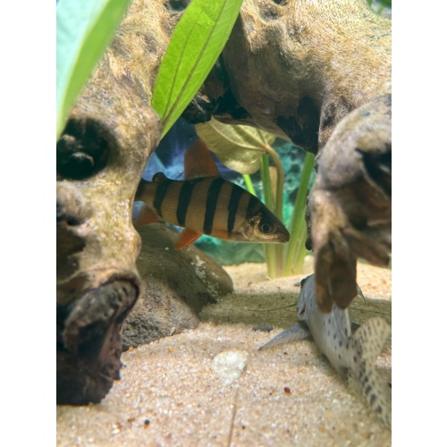 Six-Banded Distochodus Sexfasciatus 3"
